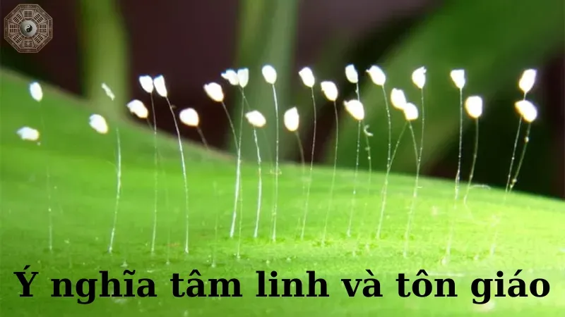 Ý nghĩa tâm linh và tôn giáo