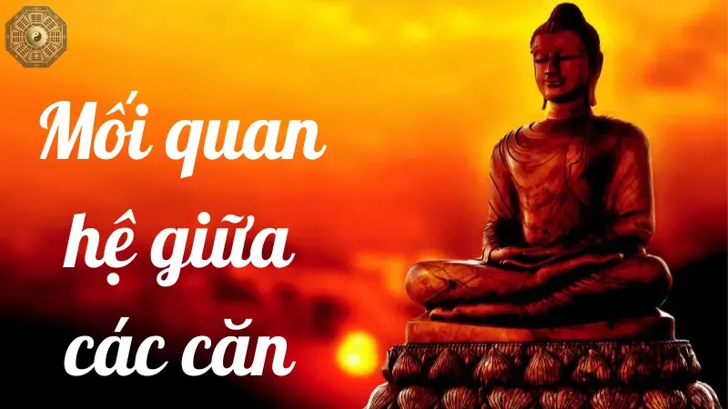 Mối quan hệ giữa các căn
