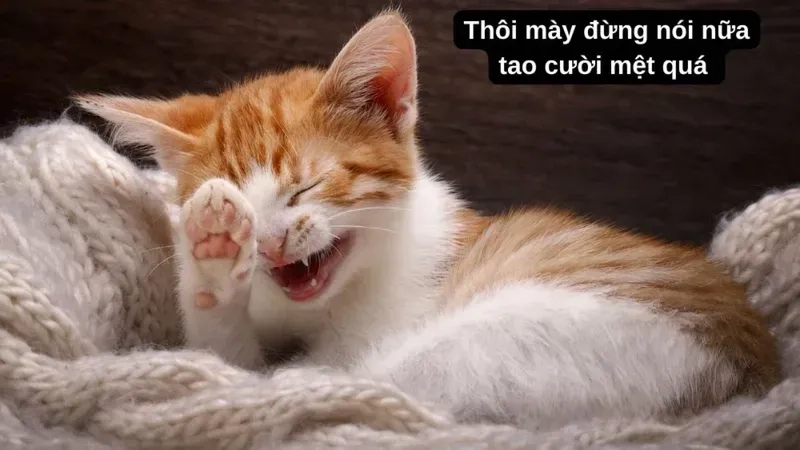 Ảnh meme chế bựa sẽ mang đến những tình huống vui nhộn, tạo không khí thư giãn tuyệt vời.