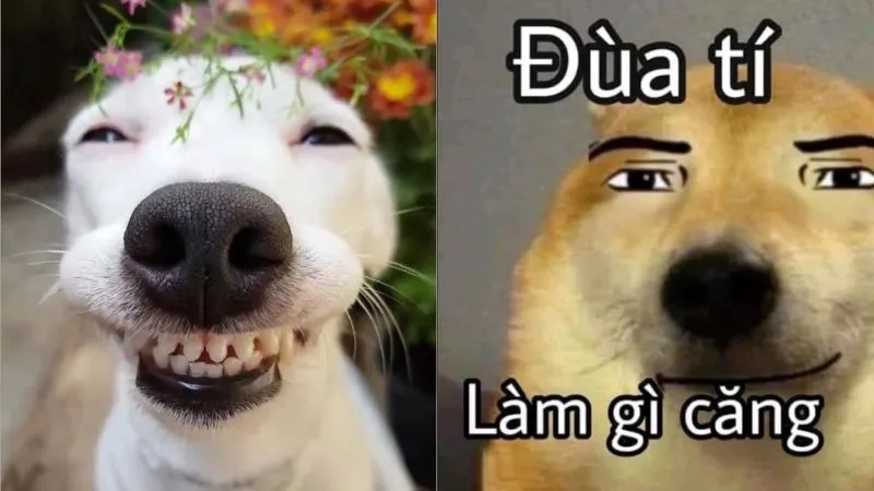 Ảnh meme cực bựa với sự hài hước không giới hạn, sẽ là lựa chọn tuyệt vời cho bạn.