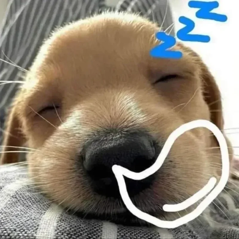 Avatar mèo vô tri meme là một lựa chọn thú vị, tạo sự ngộ nghĩnh và vui nhộn cho mọi bức hình.