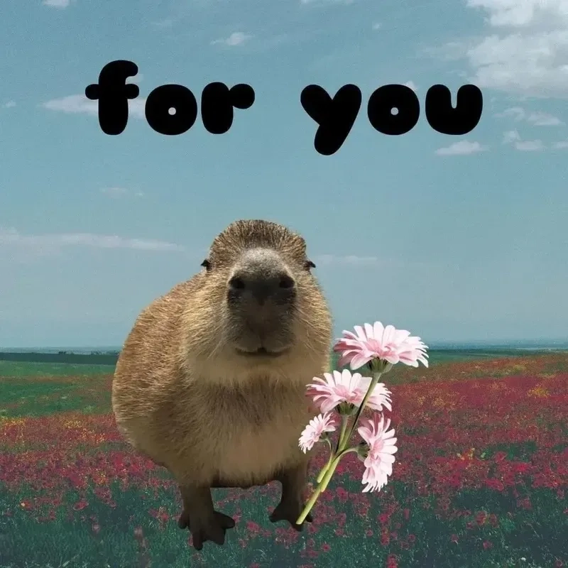 Capybara meme hết độc đáo, hài hước, khiến bạn không thể bỏ qua