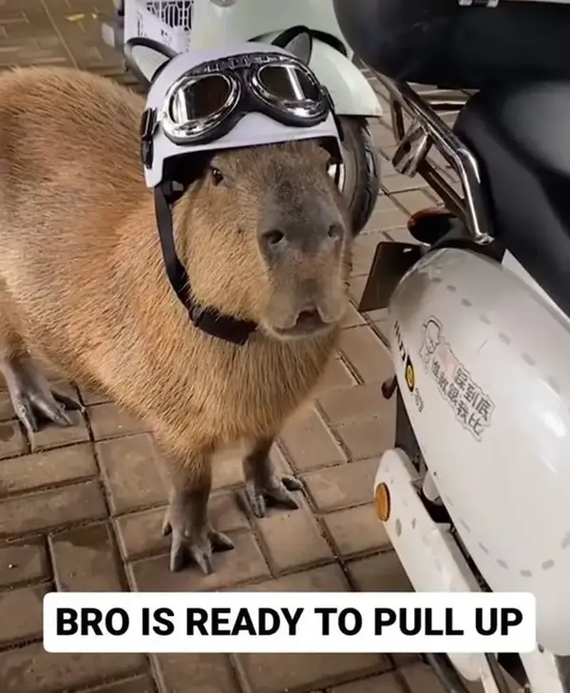 Những cute capybara meme hài hước này chắc chắn sẽ làm bạn thích thú