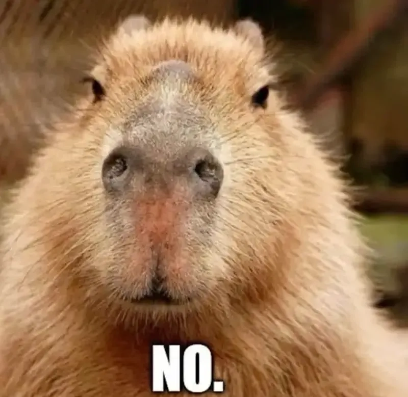 Ảnh capybara meme cute dễ thương, mang đến tiếng cười và sự thư giãn