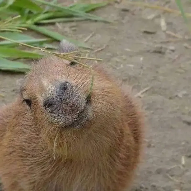 Capybara meme images thú vị, dễ thương dành riêng cho bạn