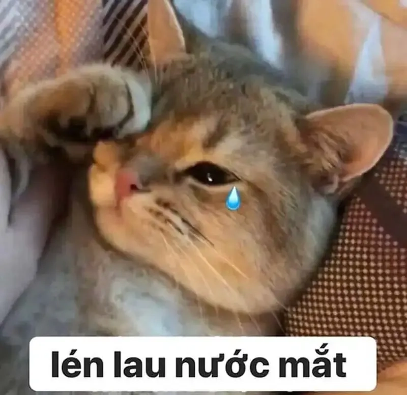 smile cry meme là cách thể hiện hoàn hảo cho tâm trạng phức tạp.