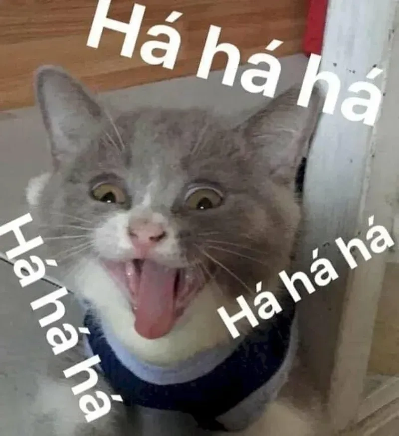 Meme cute, hài hước với nhiều biểu cảm đa dạng, thích hợp để chia sẻ ngay.