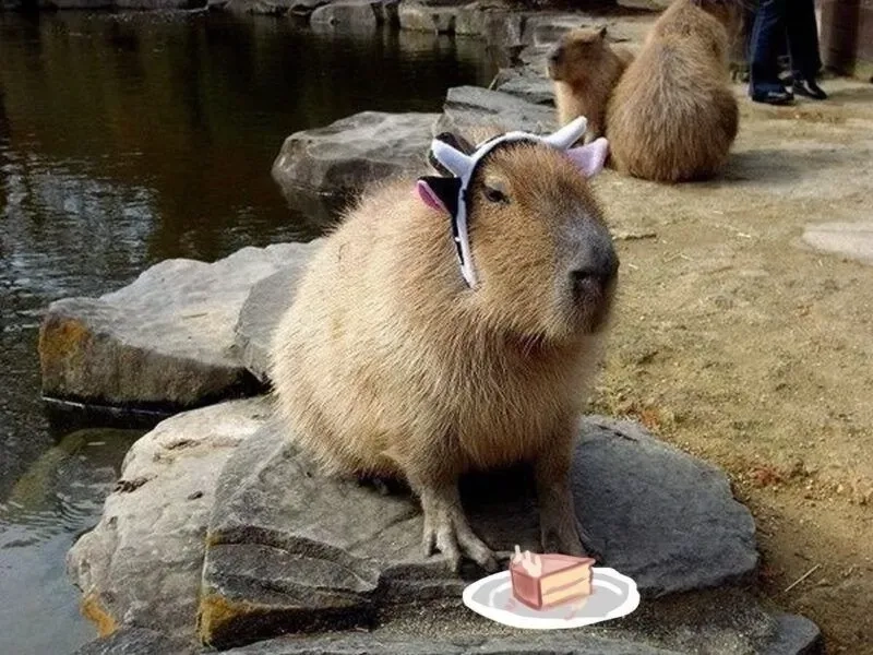 Capybara know your meme ngộ nghĩnh, không thể bỏ qua