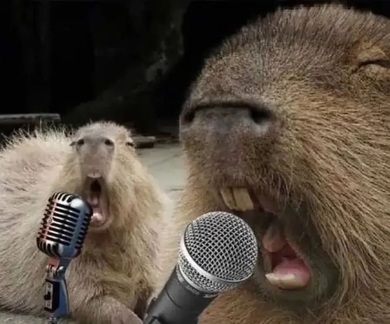 Capybara i love you meme dễ thương, thay lời muốn nói