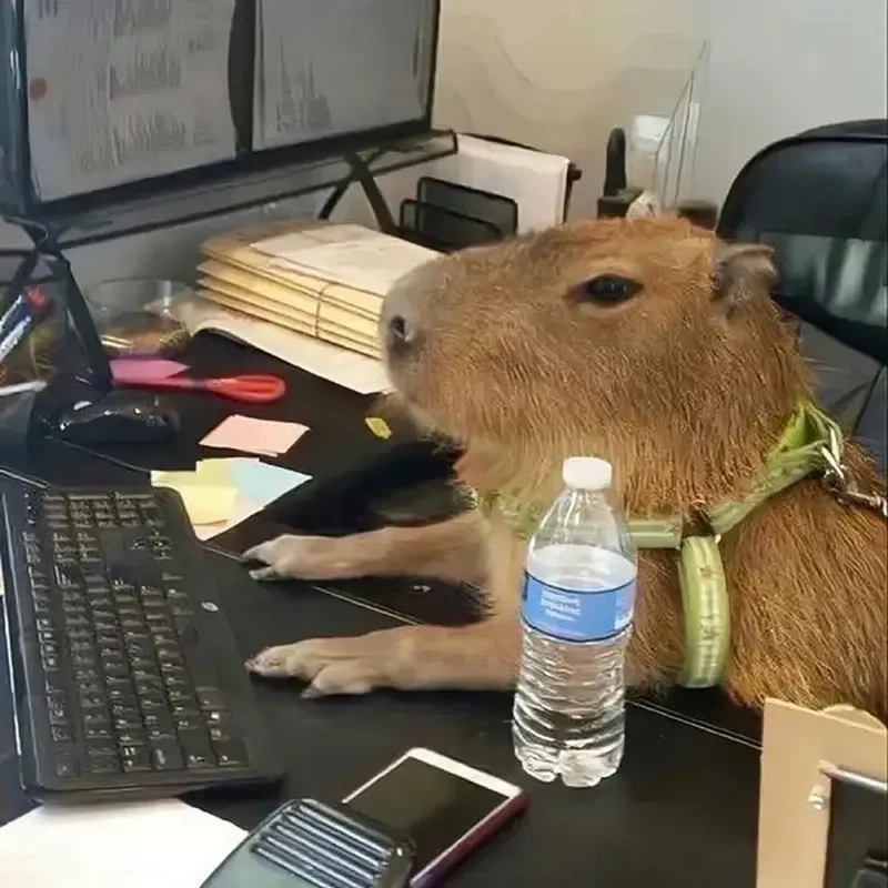 Capybara human meme độc đáo, biểu cảm hài hước đầy sáng tạo