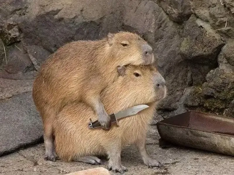 Capybara happy birthday meme hài hước, thêm niềm vui ngày sinh nhật