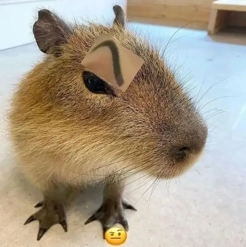 Capybara egg meme thú vị, điểm nhấn mới trong bộ sưu tập meme