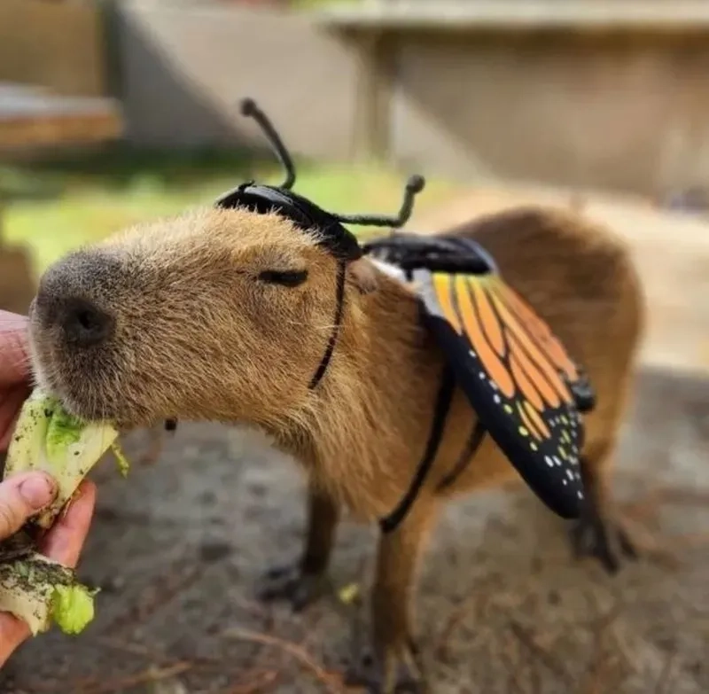 Capybara meme batman hài hước, biến hình thú vị trong thế giới meme