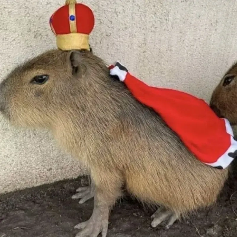Capybara meme after party hài hước, thêm vui cho những buổi tiệc