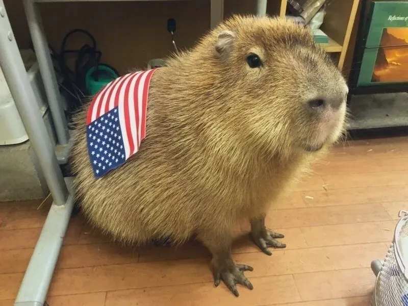 Capybara valentine meme ngọt ngào, làm tan chảy mọi trái tim