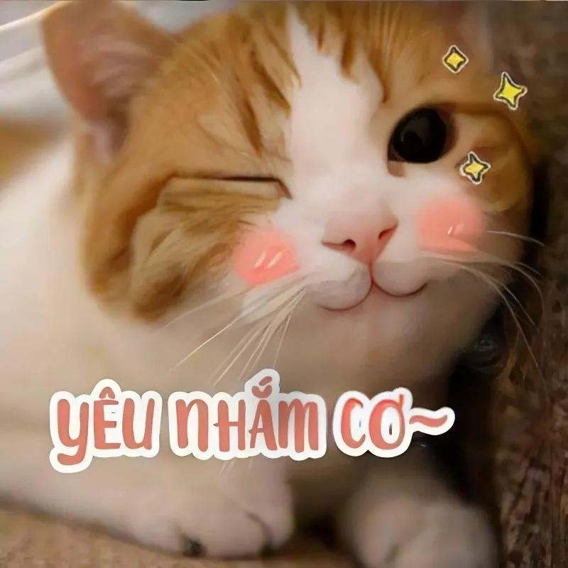 Meme yêu nhiều, thể hiện tình yêu mạnh mẽ và không giới hạn dành cho người ấy!