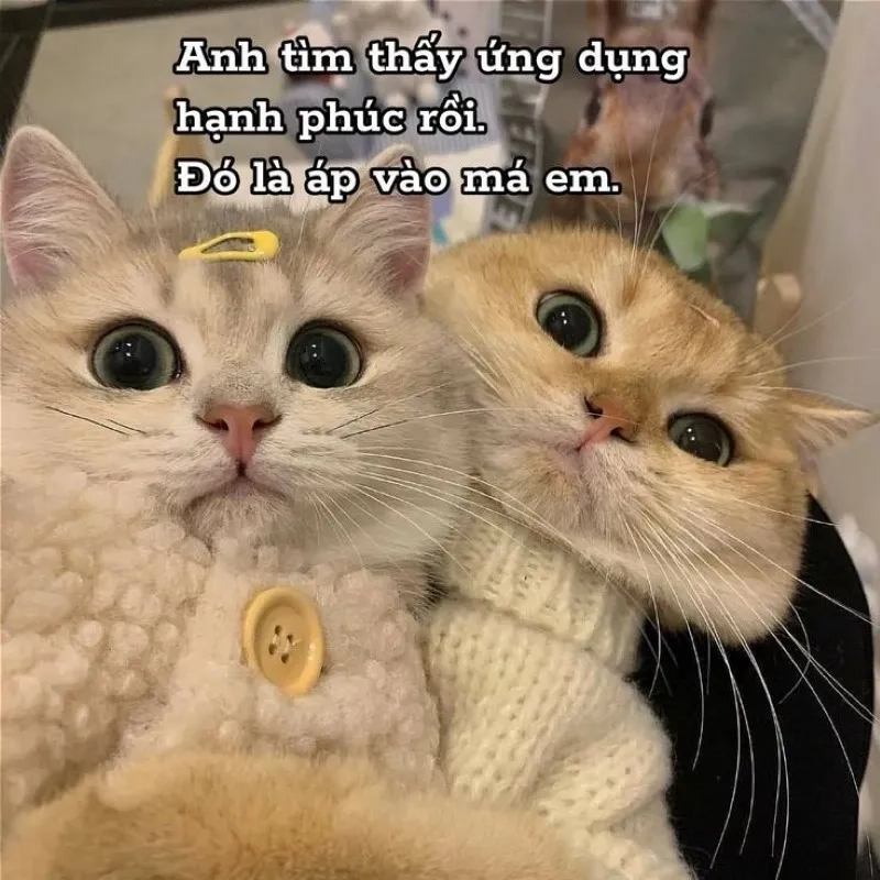 Meme tình cảm giúp bạn bày tỏ sự yêu thương một cách dễ thương và ngọt ngào!