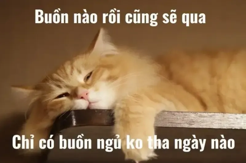 Meme nằm ngủ dễ thương, khiến bạn chỉ muốn lăn ngay vào giường.