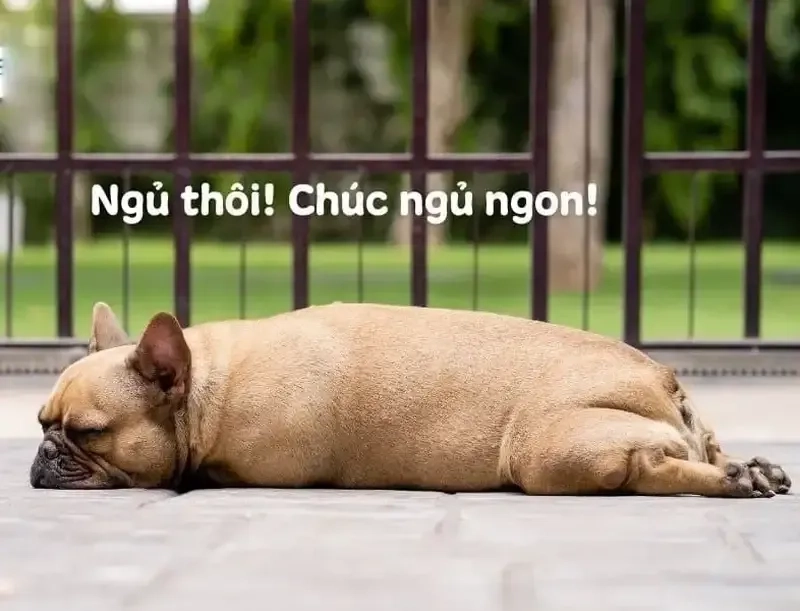 Meme ngủ ngon hài hước, giúp bạn thư giãn trước khi chìm vào giấc ngủ.