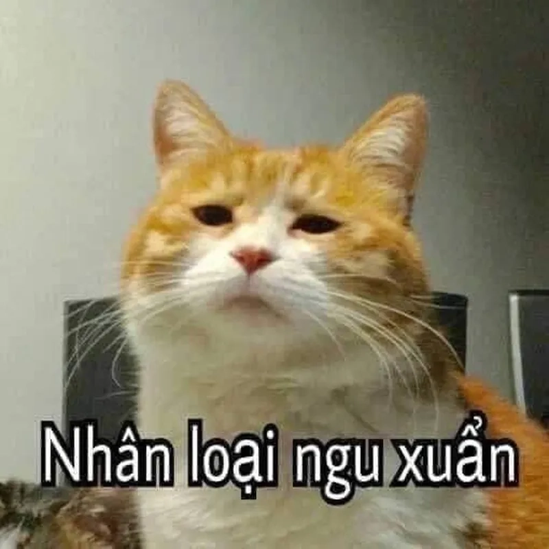 Meme thằng ngu khiến bạn không thể nhịn cười với những tình huống dở khóc dở cười.