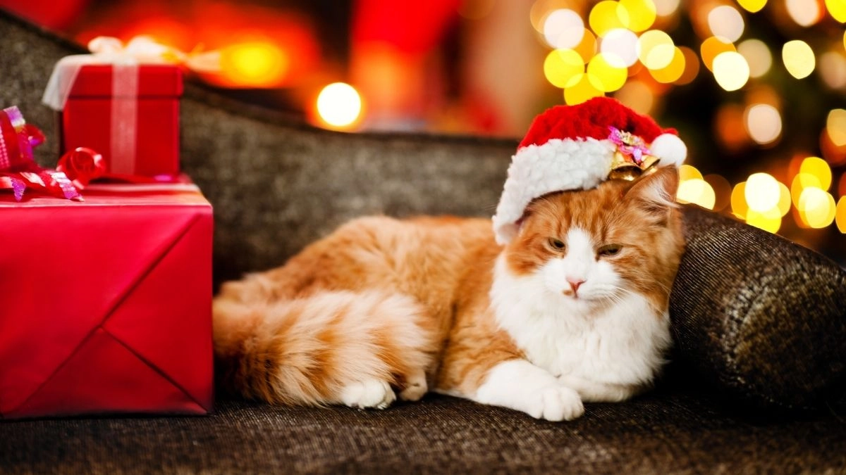 Meme mèo noel mang lại sự tươi vui và đầy hài hước cho mùa lễ hội này!