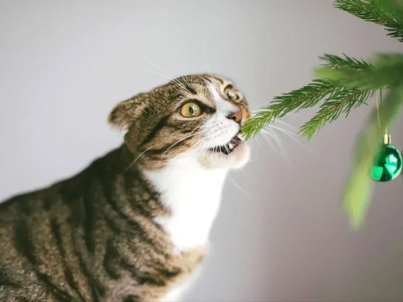 Ảnh mèo meme noel với bộ trang phục dễ thương làm bừng sáng mùa lễ hội!
