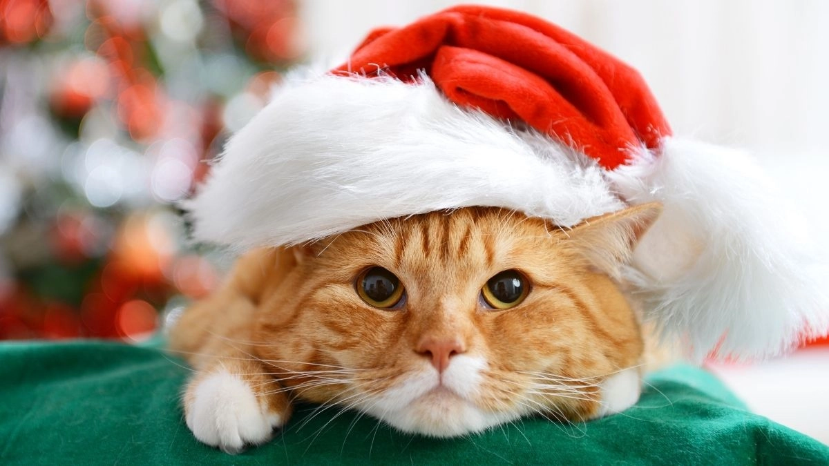 Ảnh meme mèo giáng sinh làm bạn mỉm cười với sự đáng yêu của chú mèo mùa Noel!