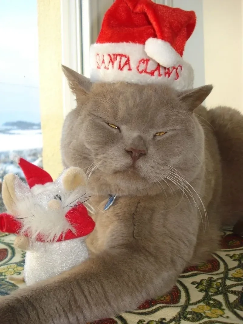 Mèo meme noel tạo ra những khoảnh khắc ngọt ngào, vui nhộn cho những ngày lễ!
