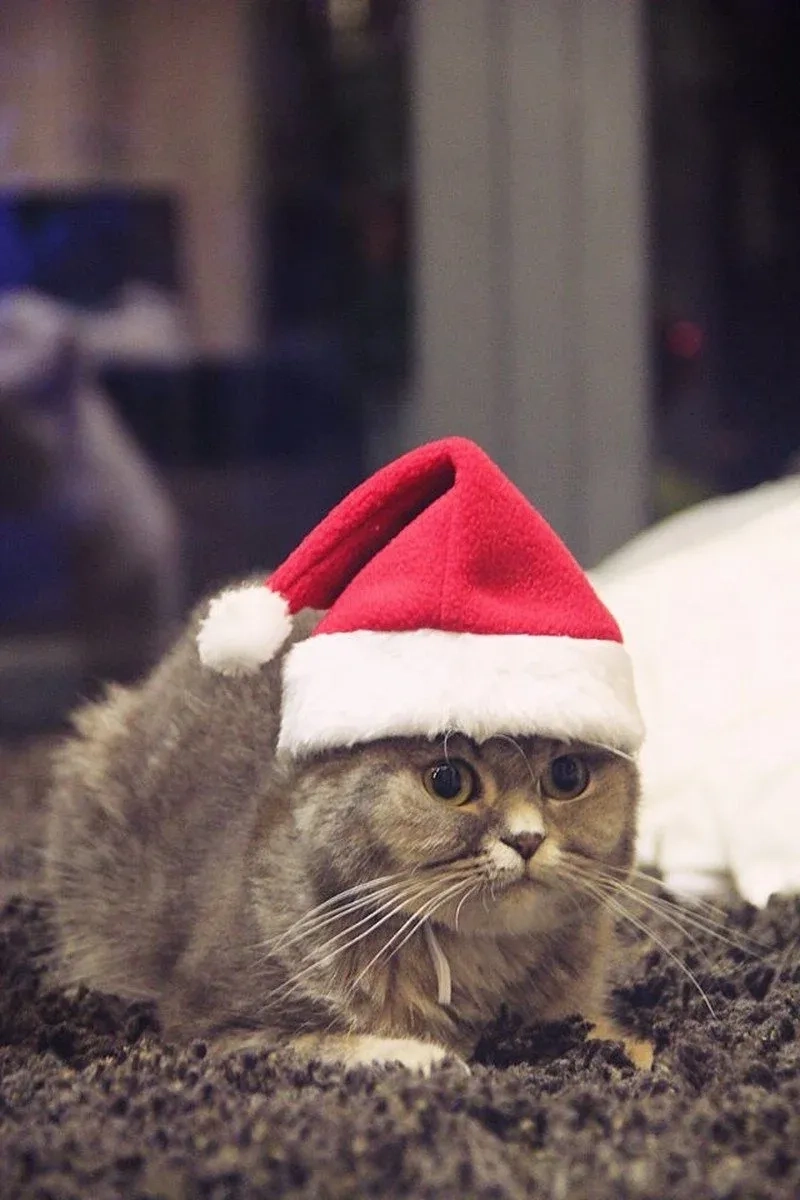 Ảnh meme mèo noel không thể thiếu trong bộ sưu tập Giáng Sinh với vẻ đáng yêu và tinh nghịch!