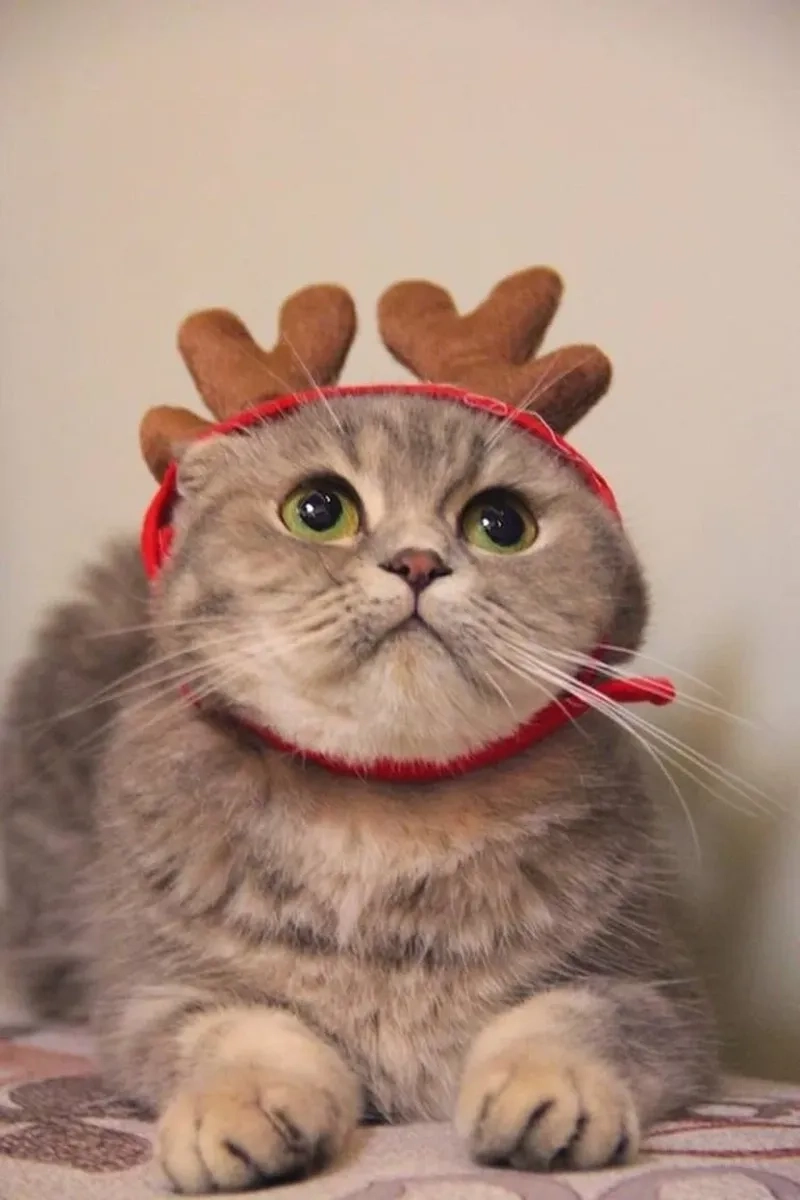 Ảnh noel mèo meme làm cho không khí Giáng Sinh trở nên sinh động và thú vị!