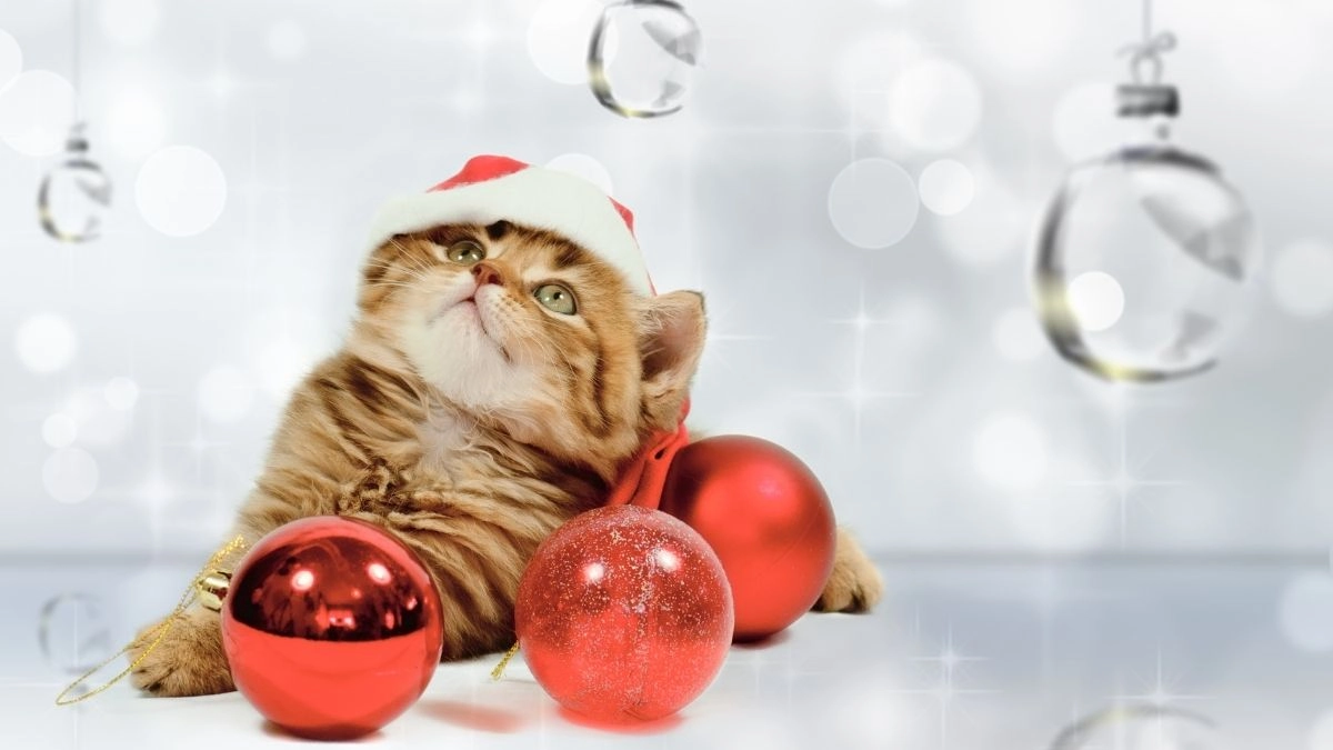 Hình mèo noel meme là cách tuyệt vời để chào đón mùa lễ hội với sự đáng yêu từ những chú mèo!