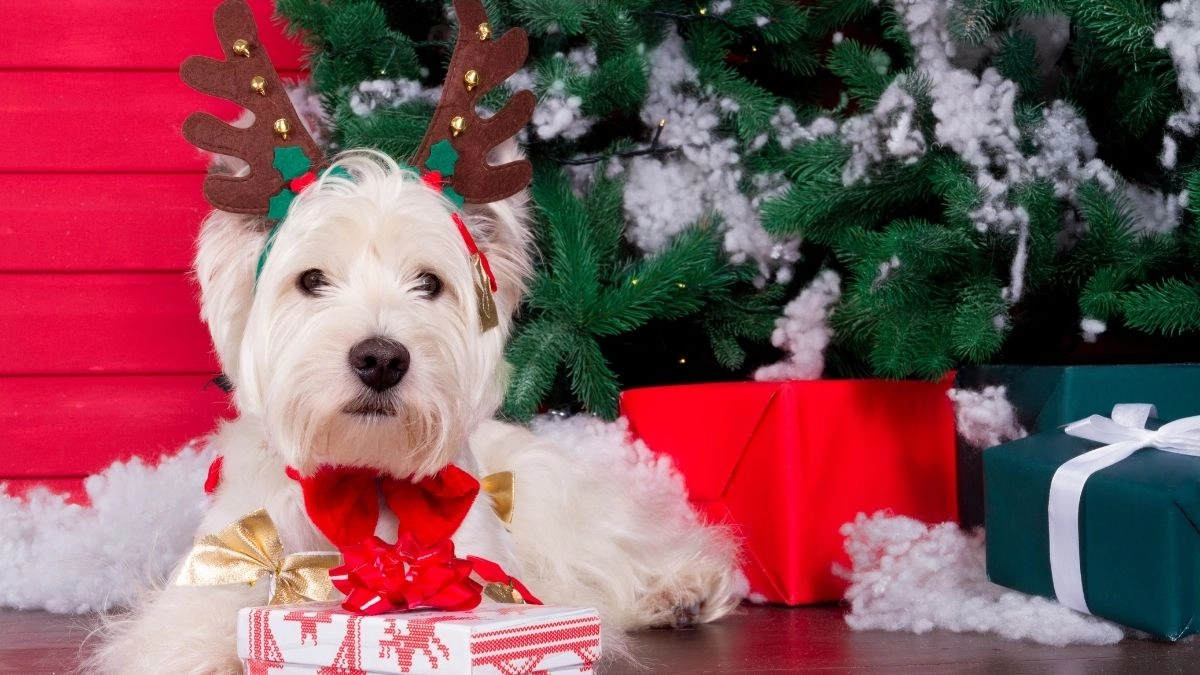 Mèo đội mũ noel meme khiến bạn không thể ngừng cười vì sự đáng yêu và ngộ nghĩnh!