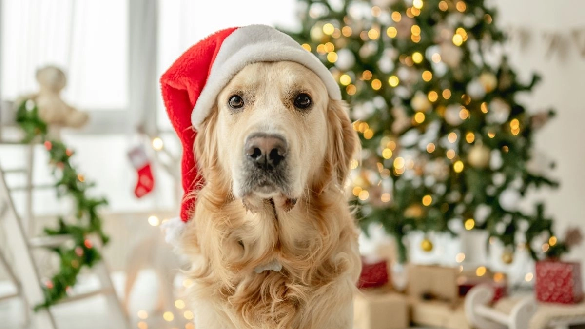Ảnh mèo noel meme cute luôn làm mùa lễ hội trở nên rực rỡ với vẻ dễ thương tuyệt vời!