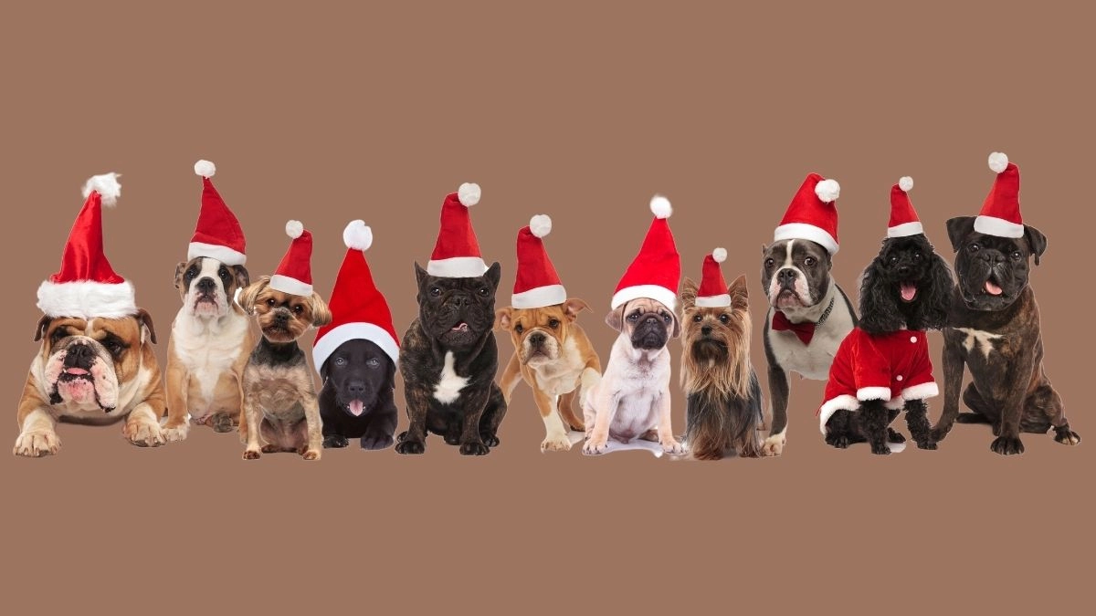 Noel meme giúp bạn hòa vào không khí Giáng Sinh vui nhộn và đầy sắc màu!