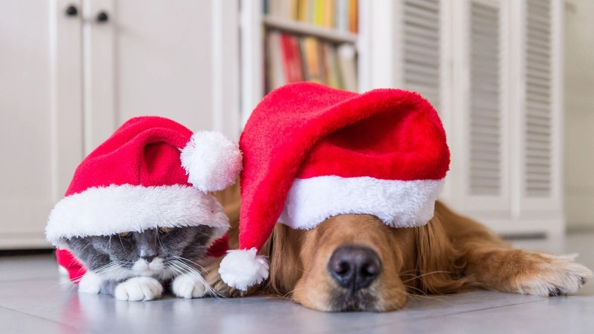 Chó noel meme mang lại sự dễ thương và hài hước trong những ngày lễ tuyệt vời này!
