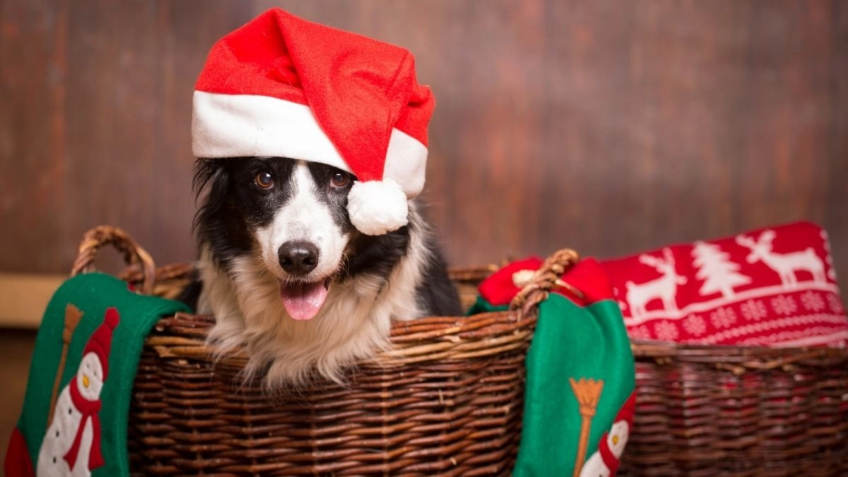 Cây thông noel meme là hình ảnh không thể thiếu để làm bừng sáng không khí Giáng Sinh!