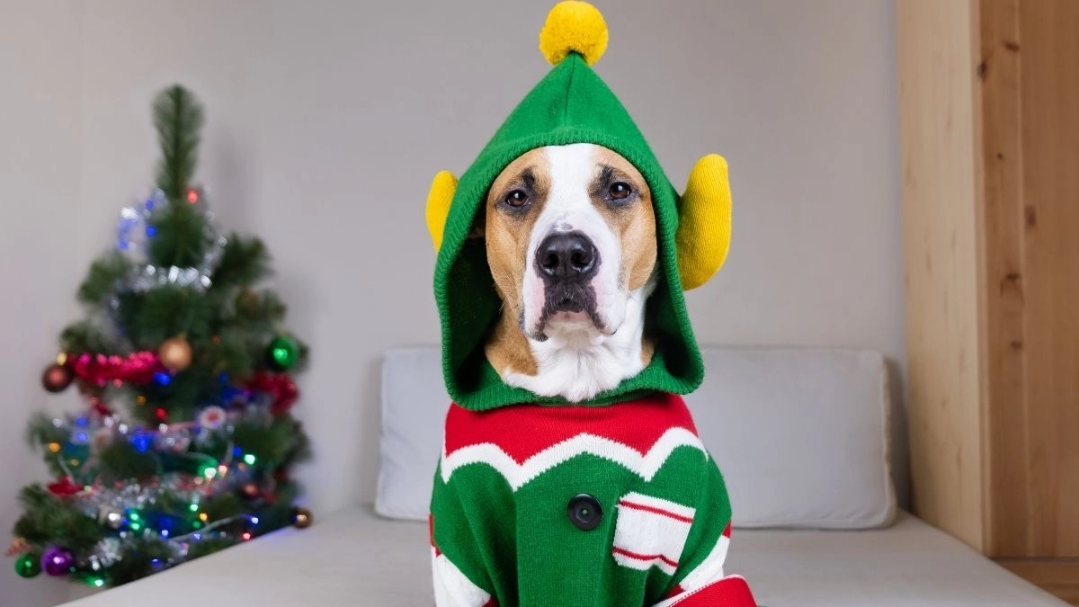 Meme cây thông noel là lựa chọn hoàn hảo để tạo không khí Giáng Sinh tràn ngập niềm vui!