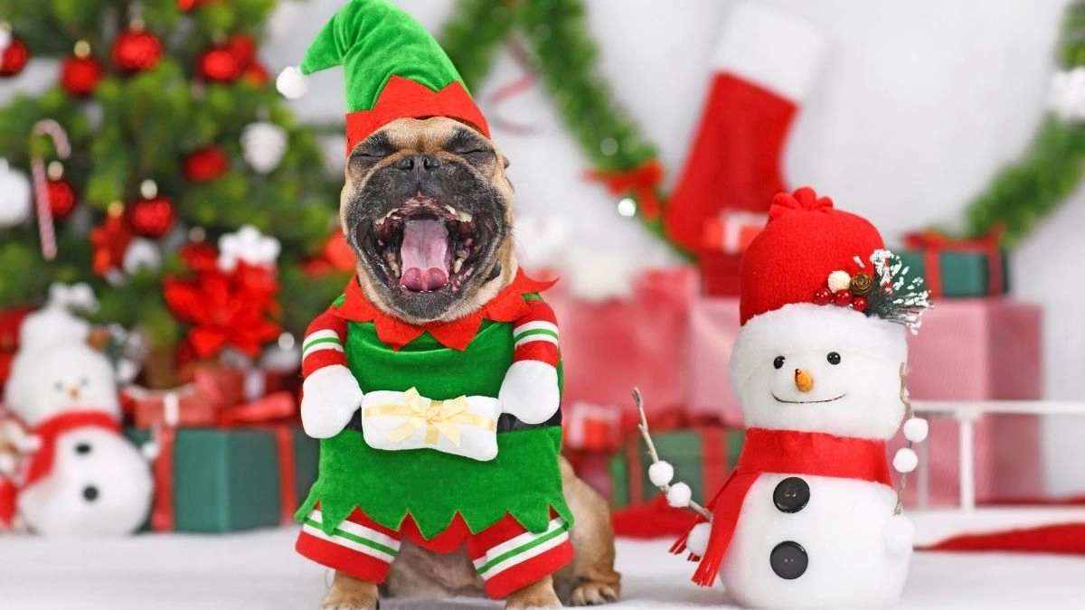 Quà noel meme là món quà ngọt ngào và hài hước dành cho những người yêu mến Giáng Sinh!
