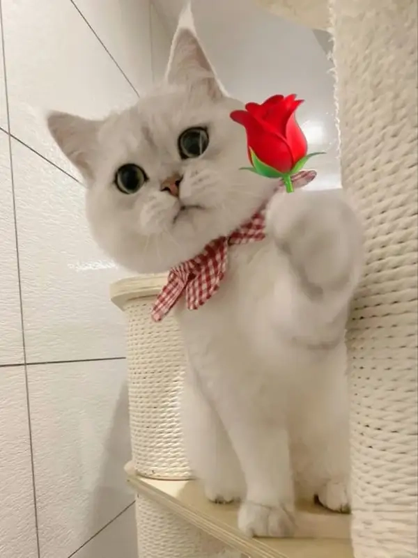 Meme tặng hoa cute là cách tuyệt vời để bày tỏ tình cảm một cách dễ thương và hài hước!