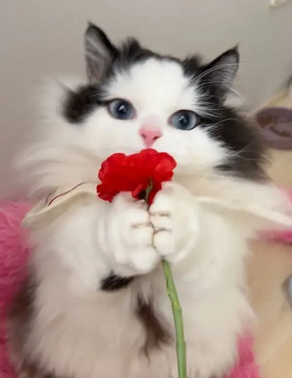 Meme tặng bông hoa mang lại niềm vui và sự dễ thương mỗi khi bạn nhìn vào!