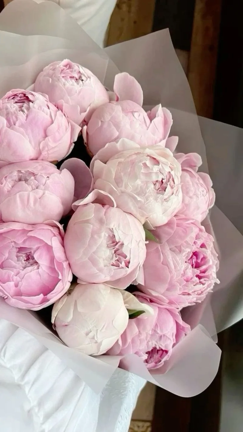 Những ảnh hoa mẫu đơn đẹp nhất đáng để chiêm ngưỡng