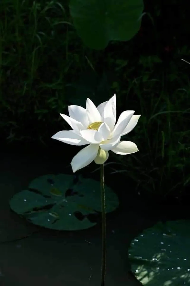 Ngắm nhìn ảnh hoa sen tuyệt đẹp thư thái, bình yên