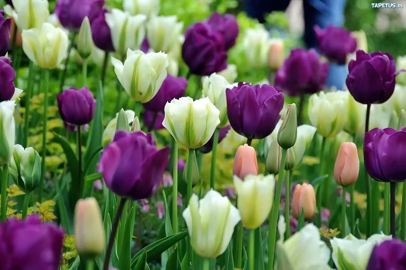 Tuyển chọn hình ảnh hoa tulip đầy màu sắc, ấn tượng