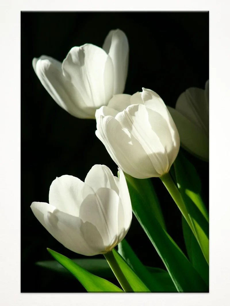 Bộ sưu tập ảnh hoa tulip hình nền lung linh sắc màu