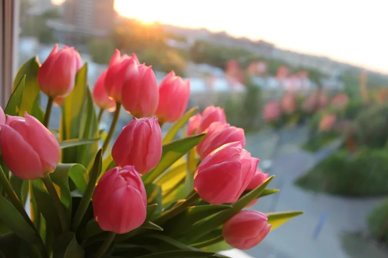 Những hình ảnh hoa tulip đẹp dành cho người yêu hoa