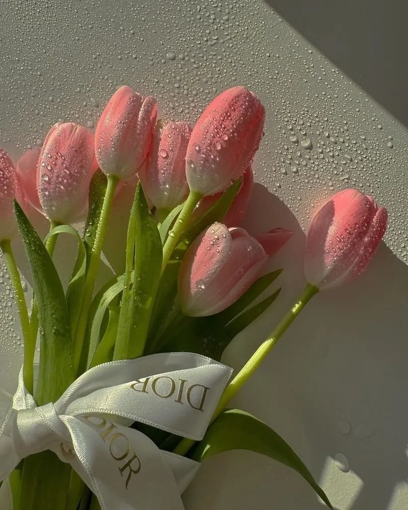 Bộ ảnh hoa tulip đẹp nhất mang đến cảm giác dễ chịu
