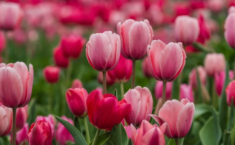 Ngắm nhìn ảnh hoa tulip cute đáng yêu, đầy sắc màu