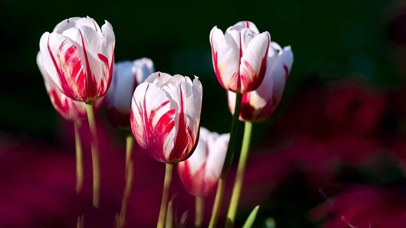 Ngắm nhìn ảnh hoa tulip chill thư thái, nhẹ nhàng