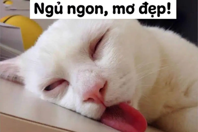 Chúc ngủ ngon với những meme bựa hài hước