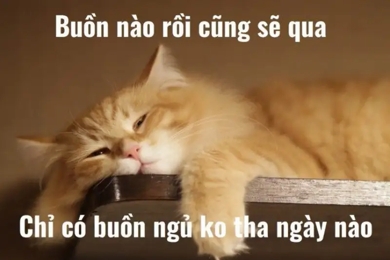 Meme chúc ngủ ngon cute đáng yêu cho buổi tối